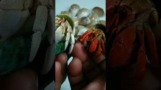 Red and white Crugosus hermit crab ✨😊 hermitcrab kelomang coenobita coenobitarugosus [upl. by Cirenoj68]