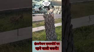 वह बकरी जो International Airport पर घास चरने जाती है गजब हमारा Uttar Pradesh। [upl. by Montana130]