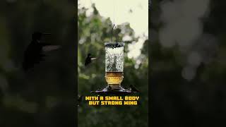 Hummingbirds – Unique Backward Flying Ability [upl. by Orling]