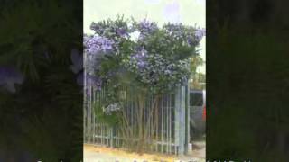 Psoralea pinnata  Scurfy Pea Shrub Kool Aid Bush [upl. by Anuait]