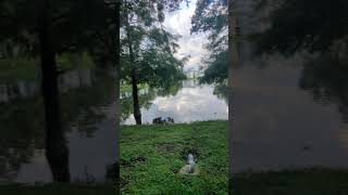 Muscovy Duck Enjoys Base of Fountain While Water is Off amp Beautiful Trees amp Lawn Oviedo Florida [upl. by Aoniak]