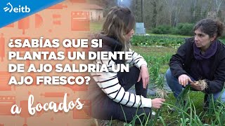 ¿Sabías que si plantas un diente de ajo saldría un ajo fresco [upl. by Shandee]