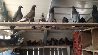 Pigeons For Sale Lovatts amp Gordon Hughes Tipplers [upl. by Oren]