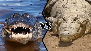 Alligator vs Crocodile  Who Would Win in The Ultimate Predator Showdown [upl. by Marco]