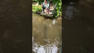 Cho fishing fishingvideos fish carpfishing cauca food Cá Hải tượng long ăn [upl. by Eleon]