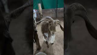 trending sheeplove sheepfarming sheepworld trendingshorts goat [upl. by Jakoba]