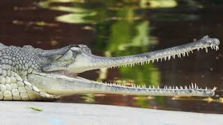 GhariaL Sound EffectFisheating crocodilE [upl. by Parette]