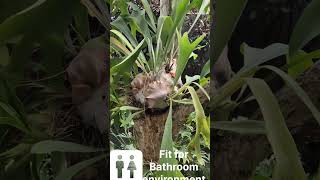 Staghorn Fern Plant Platycerium superbum gardening darshan maintenance fern grow green 369 [upl. by Ahserak]