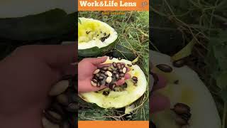 Agricultural vehicle harvests watermelons extracts seeds recycles waste for sustainable farming [upl. by Feodor]