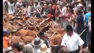 TRANSHUMANCE FESTIVAL ALLANCHE THE AUVERGNE [upl. by Rezzani]