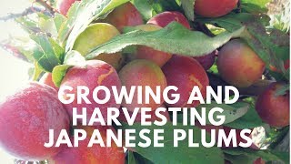 Growing and harvesting Japanese plums from my backyard [upl. by Nabatse]