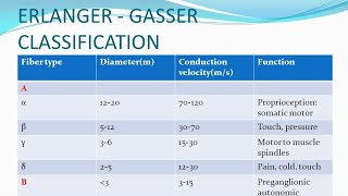 ERLANGER  GASSER classification of nerve fiber on basis Diameter velocity of conduction [upl. by Marje]