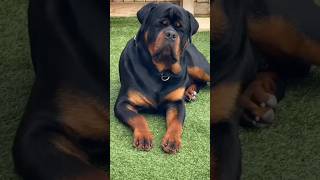 ROTTWEILER VS BOXERAMERICAN BULLYBULLDOG [upl. by Ecirbaf615]