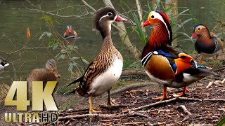 Ducks  Mandarin Duck  Mallards  Nature Relaxation  No Music  4K [upl. by Kath]