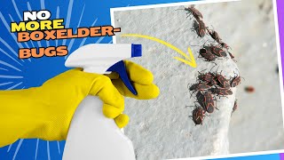 Natural Spray to Get Rid of Boxelder Bugs amp Beetles Inside or Outside Your House [upl. by Cykana]