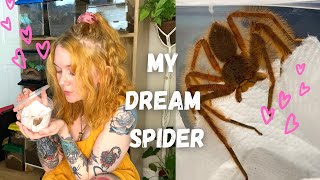 I got my DREAM SPIDER Heterpoda Davidbowie [upl. by Kitti614]