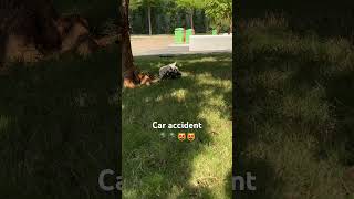 Car accident🪖🪖🐈‍⬛🐈‍⬛ britishshorthair cat bshkitten catbox funnycat pets bsh catlitter [upl. by Leinto]