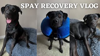 Getting Our Lab Puppy Fixed Spay Recovery Vlog amp What to Expect PostOp 🐶🐾 [upl. by Wells]