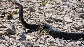 Spitting cobra Naja sumatrana encounter Borneo Malaysia [upl. by Tiduj]