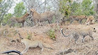 5 LEOPARDS in 1 SIGHTING 🐆🐆🐆🐆🐆 [upl. by Ametaf]