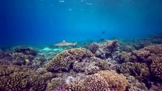 Shark TV  Diving with sharks and manta rays in Fakarava French Polynesia with Top Dive [upl. by Estevan]