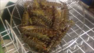 How to Cook Live Prawns Australian Prawns [upl. by Richelle593]