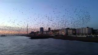 Murmuration of Starlings by Brighton Pier 160116 [upl. by Linson852]