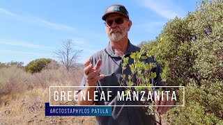 Green Leaf Manzanita Plant Arctostaphylos patula [upl. by Vaasta]