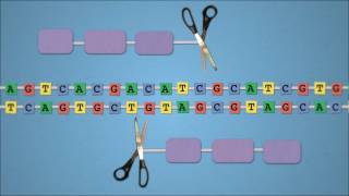 Method of the Year 2011 Geneediting nucleases  by Nature Video [upl. by Amanda292]