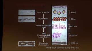 Epigenetics of Human Health and Disease  Shelly Berger [upl. by Novak]