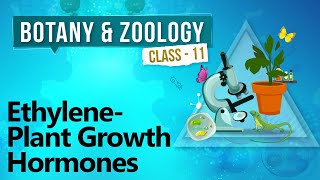 Ethylene  Plant Growth Hormones  Plant Growth and Development  Biology Class 11 [upl. by Sirret]