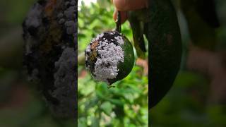 Mechanical method to control mealybugs shorts pest mealybug entomology fruit [upl. by Ahseikal79]