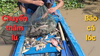 1262 l Đặt lú cuối mùa nước dính cá lóc thấy ham l Fish [upl. by Odnam785]