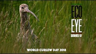 The Curlews Last Call Plight of the Curlew EE15 EP2 [upl. by Westbrook]