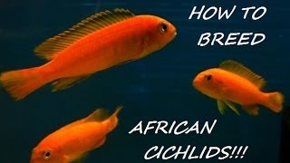 HOW TO BREED AFRICAN CICHLIDS PART 1 quotINTROquot [upl. by Deeas83]