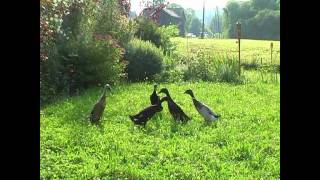 LaufentenIndian Runner Ducks im Garten meiner Tochter [upl. by Elleinahc]