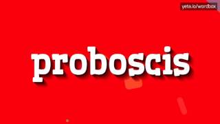 PROBOSCIS  HOW TO PRONOUNCE IT [upl. by Ettelrahc]