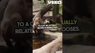 Meet the Fossa Madagascars Unique Predator [upl. by Nyl]