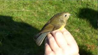 Redflanked Bluetail on HIlbre 16th Oct 2011 [upl. by Alleon]