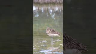 Eurasian Whimbrel nature birds naturelovers wildlife قرآن quran [upl. by Aneala]