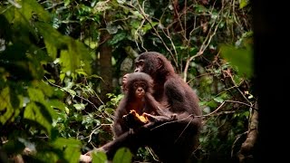 The Red Bonobos of LuiKotale P Family Updated [upl. by Ranger75]