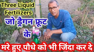 3 Fertilizers for dragon fruit plant in the month of May Jun ड्रैगन के मरे हुए पौधे को जिंदा कर दे [upl. by Saref290]