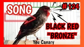 124 • Song Black Red quotbronzequot  Canto de canario negro rojo quotbroncequot [upl. by Rutra120]