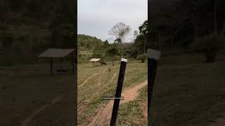 cachorro correndo atrás de cavalo 😱 [upl. by Ilah]