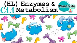 C11  Enzymes amp Metabolism  IB Biology HL [upl. by Lynn466]