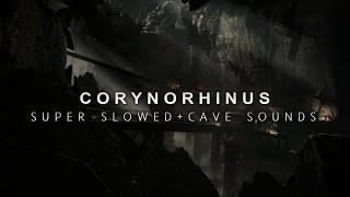 Batman Begins  Corynorhinus Super Slowed  Cave Sounds [upl. by Radbourne705]