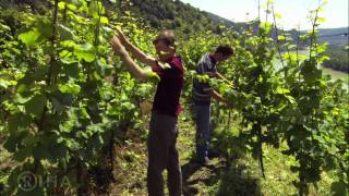 WACHAU  Land am Strome  Valley of Golden Magic [upl. by Roee]