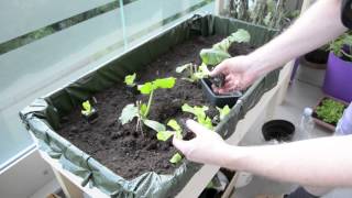 Hochbeet bepflanzen  EisSalat neben Zucchini  Mein Balkon Garten [upl. by Lerual459]