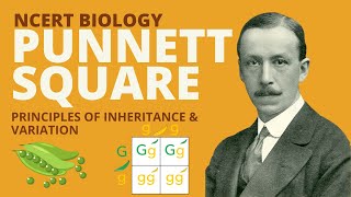 Punnett Square  Principles of Inheritance and Variation  Class 12  NEET [upl. by Yllod381]