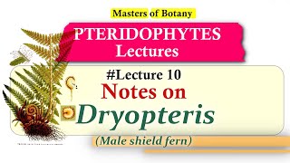 Lecture 10  Dryopteris Life Cycle  Pteridophyta Lecture Notes [upl. by Asilenna602]